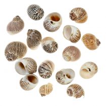 Natural snail shells 500g