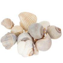 Product Snails and shells - Maritime decorative accents for unique room beautification - 500g