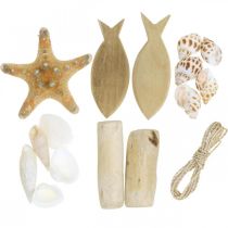 DIY box maritime, natural shells, wooden decoration, 8 pieces assorted