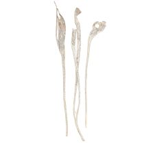 Product Natraj Exotic dried branches White Washed wood 10pcs