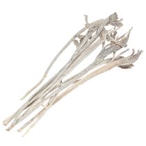 Product Natraj Exotic dried branches White Washed wood 10pcs