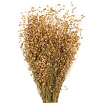 Product Natural flax dried grasses for dried flower arrangements Linum Natur 60cm 180g