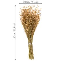 Product Natural flax dried grasses for dried flower arrangements Linum Natur 60cm 180g