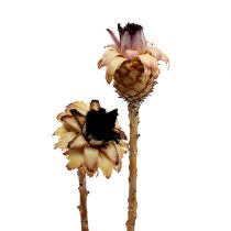 Product Nerifolia Bud 25 Pcs