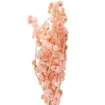 Product Dried flower stem creates a romantic atmosphere for any living area (75cm)