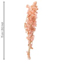 Product Dried flower stem creates a romantic atmosphere for any living area (75cm)
