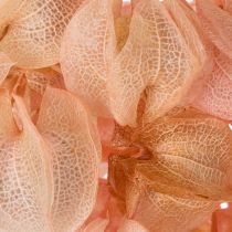 Product Nicandra dried flower creates a romantic atmosphere for any living area 75cm