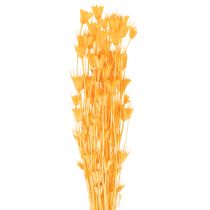 Product Nigella dried flower arrangement for long-term use. Elegant eye-catcher. 70cm 50g