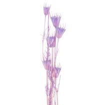 Product Dried Nigella flowers bouquet, decorative use in the living room, creates a unique ambience, 70cm, 50g