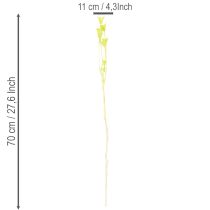 Product Dried Nigella flowers, charming natural room decoration for the home, 70cm, 50g