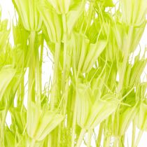 Product Dried Nigella flowers, charming natural room decoration for the home, 70cm, 50g
