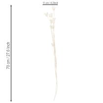 Product Dried Nigella flowers, bunch of elegant natural decoration for exclusive interiors, 70cm, 50g