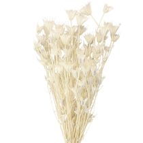 Product Nigella Orientalis Dried Flowers Black Cumin White 50cm 100g