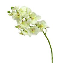 Orchid light green 56cm 6pcs