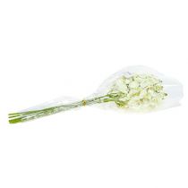Product Orchid light green 56cm 6pcs