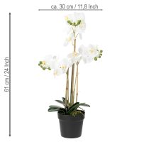 Product Artificial orchid in a pot for a harmonious ambience, white, 60cm