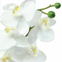 Orchid White 77cm
