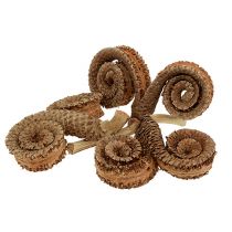 Product Palm Male Natural 25 pcs
