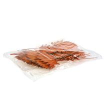 Product Palmspear Sun mini Orange 50 pcs