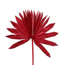 Palmspear Sun mini Red 50p