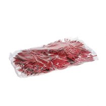 Product Palmspear Sun mini Red 50 pcs
