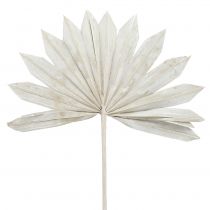 Product Palmspear Sun mini whitewashed 50 pcs