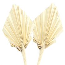 Product Palm spear bleached 20 pcs