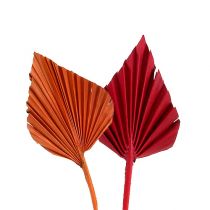 Palm spear mini sort. Red/Orange 100pcs