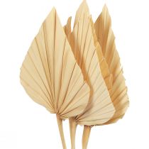 Product Palmspear Palm Leaves Natural Decoration Bleached 12.5×38cm 4pcs