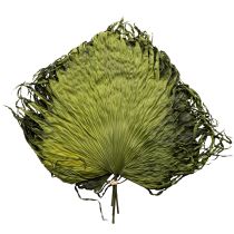 Product Palm frond decoration for exotic arrangements and table decorations, 5 pieces