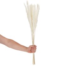 Product Pampas grass dried flowers bleached 70cm 15pcs