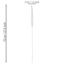 Product Pampas grass dried flowers bleached 70cm 15pcs