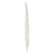 Product Pampas grass dried flowers bleached 70cm 15pcs