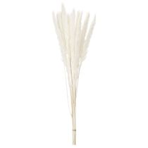 Product Pampas grass dried flowers bleached 70cm 15pcs