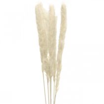 Dried pampas grass cream for drying bouquet 65-75cm 6pcs