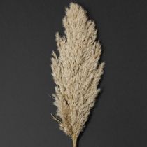 Product Pampas grass dried decoration for vases and arrangements