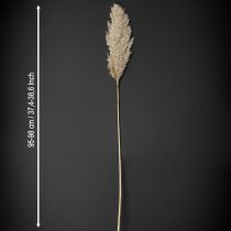 Product Pampas grass dried decoration for vases and arrangements
