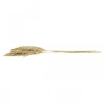 Product Dry decoration pampas grass dried bleached 70-75cm 6 pcs
