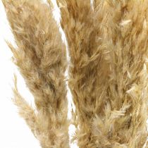 Product Dry decoration pampas grass dried bleached 70-75cm 6 pcs