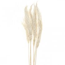 Product Pampas grass dried Bleached grasses 65-75cm Bunch of 6pcs