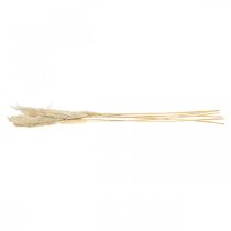 Product Pampas grass dried Bleached grasses 65-75cm Bunch of 6pcs