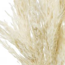 Product Pampas grass dried Bleached grasses 65-75cm Bunch of 6pcs