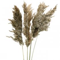 Dried pampas grass natural for drying bouquet 70-75cm 6pcs