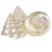 Product Mother-of-pearl top shell sea snail decoration 5–6cm 6 pcs