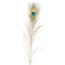 Product Peacock feather decoration, real bird feathers, long 75-85cm, 8 pieces