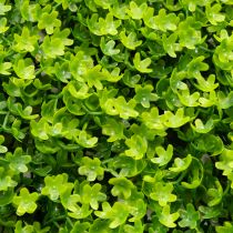 Product Artificial boxwood plant mat 55x55 cm for decorative wall design