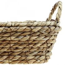 Plant basket seagrass basket with handles oval decoration 23×13×9cm