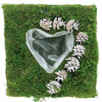 Plant cushion heart moss and cones, washed white 25 × 25cm