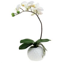 Phalaenopsis cream in ceramic pot 33cm