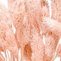 Product Phalaris Light pink Canary grass Dried decor 65cm 60g